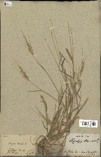 spécimen de Aegilops triuncialis