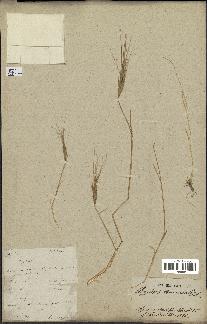 spécimen de Aegilops triuncialis