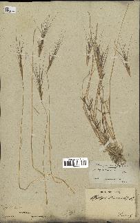spécimen de Aegilops triuncialis