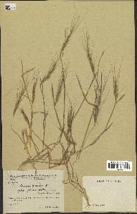 spécimen de Aegilops triuncialis