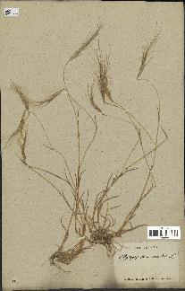 spécimen de Aegilops triuncialis