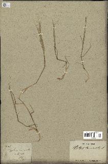 spécimen de Aegilops triuncialis