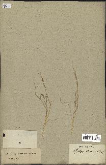 spécimen de Aegilops triuncialis