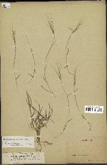 spécimen de Aegilops triuncialis