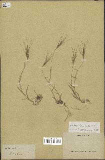 spécimen de Aegilops triuncialis