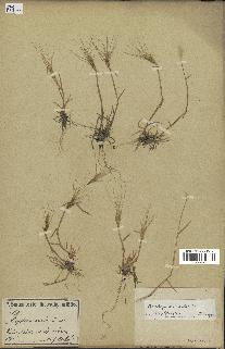 spécimen de Aegilops triuncialis