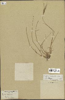 spécimen de Aegilops triuncialis