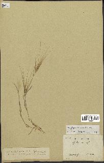 spécimen de Aegilops triuncialis