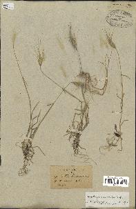 spécimen de Aegilops triuncialis