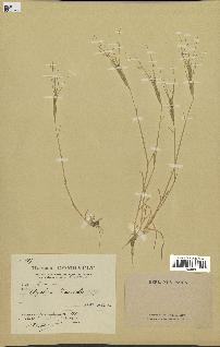 spécimen de Aegilops triuncialis