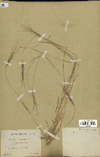 spécimen de Aegilops triuncialis