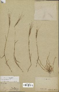 spécimen de Aegilops triuncialis