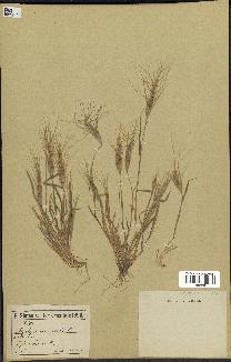 spécimen de Aegilops triuncialis