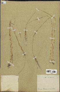 spécimen de Aegilops triuncialis