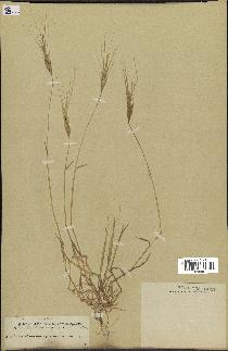 spécimen de Aegilops triuncialis