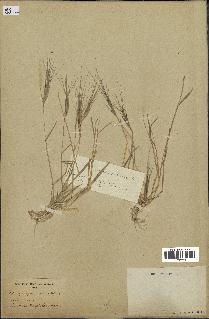spécimen de Aegilops triuncialis
