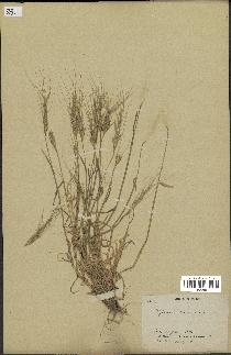 spécimen de Aegilops triuncialis