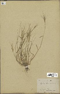 spécimen de Aegilops triuncialis