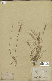 spécimen de Aegilops triuncialis