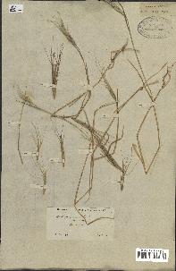 spécimen de Aegilops triuncialis
