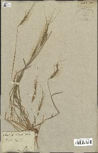 spécimen de Aegilops triuncialis