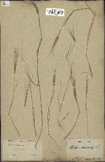 spécimen de Aegilops triuncialis