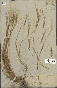 spécimen de Aegilops triuncialis