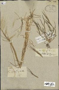 spécimen de Aegilops triuncialis