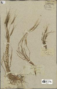 spécimen de Aegilops triuncialis