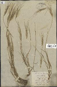 spécimen de Aegilops triuncialis