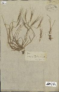 spécimen de Aegilops triuncialis