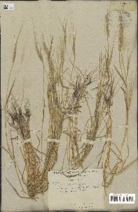 spécimen de Aegilops triuncialis