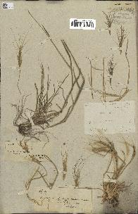 spécimen de Aegilops triuncialis