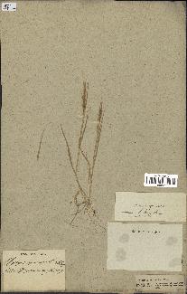 spécimen de Aegilops squarrosa