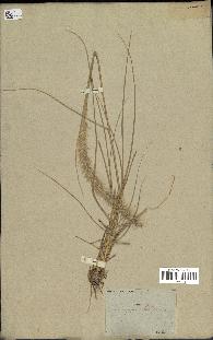 spécimen de Aegilops sp.