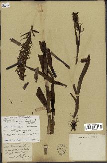 spécimen de Dactylorhiza incarnata