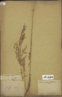 spécimen de Sorghum vulgare