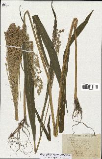 spécimen de Andropogon sorghum