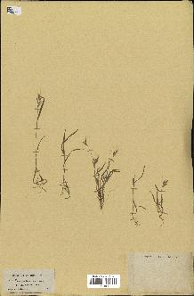 spécimen de Anthoxanthum ovatum