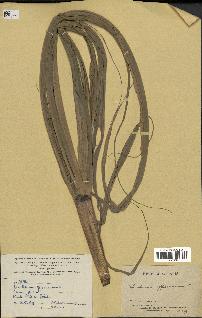 spécimen de Saccharum officinarum