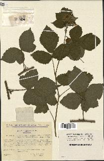 spécimen de Rubus thyrsoideus