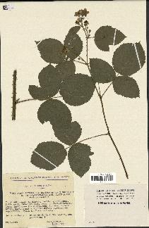 spécimen de Rubus thyrsoideus