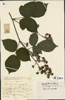 spécimen de Rubus thyrsoideus