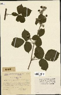 spécimen de Rubus caesius x thyrsoideus