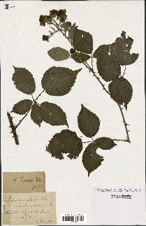 spécimen de Rubus winteri