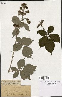 spécimen de Rubus winteri