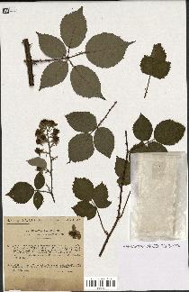 spécimen de Rubus godronii