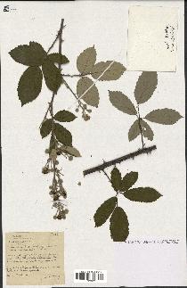 spécimen de Rubus ulmifolius