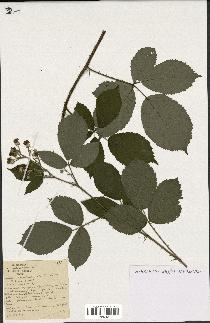 spécimen de Rubus macrostachys