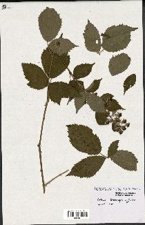 spécimen de Rubus thyrsoideus